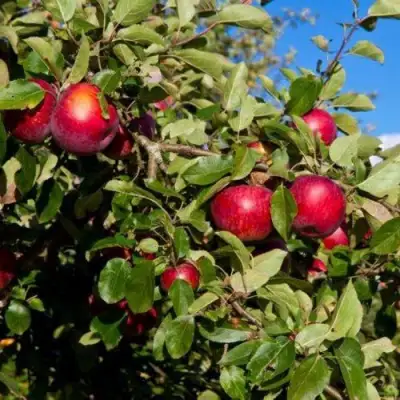 Яблоня СЯБРЫНА в Барановичах