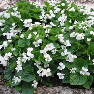 Фиалка АЛЬБИФЛОРА сестринская в Барановичах