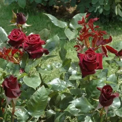 Роза БЛЭК БАККАРА чайно-гибридная в Барановичах