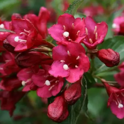 Вейгела ЕВА РАТКЕ в Барановичах