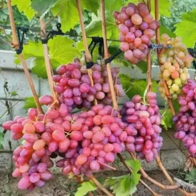 Виноград ДЫНЬКА в Барановичах