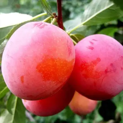 Слива КОМЕТА в Барановичах