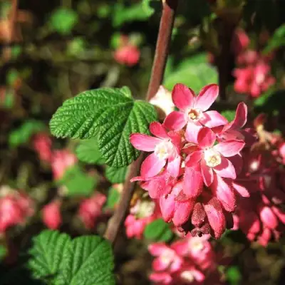 Смородина кроваво-красная ПУЛБОРО СКАРЛЕТ  в Барановичах