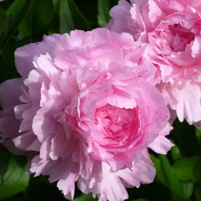 Пион ЛЕТЯЩИЙ ЖУРАВЛЬ травянистый в Барановичах