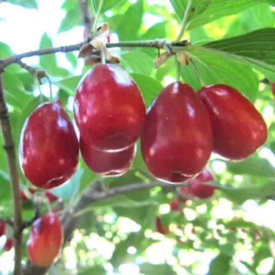 Кизил ЛУКЬЯНОВСКИЙ в Барановичах