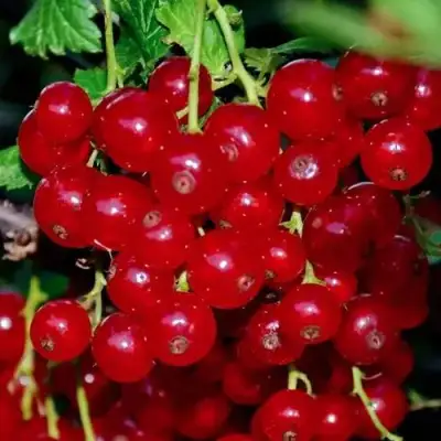 Смородина красная СЕРПАНТИН в Барановичах