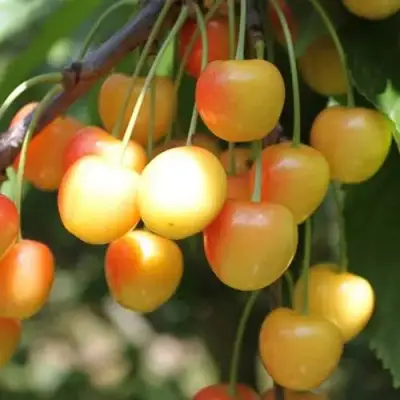 Черешня ЯНТАРНАЯ в Барановичах