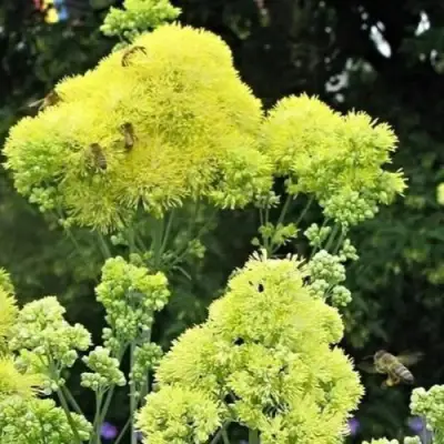 Василистник ГЛАУКУМ желтый в Барановичах