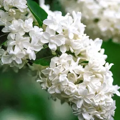 Сирень МАДАМ ЛЕМУАН в Барановичах