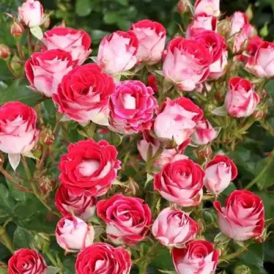 Роза ШОНЕ КОБЛЕНЦЕРИН флорибунда в Барановичах