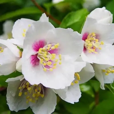 Жасмин БЕЛЬ ЭТУАЛЬ в Барановичах