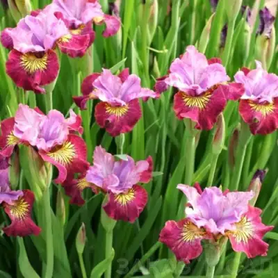 Ирис МИСС ЭППЛ сибирский в Барановичах