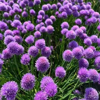 Лук-шнитт в Барановичах