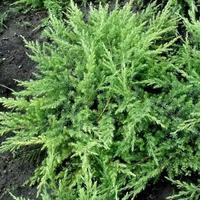 Можжевельник ШЛЯГЕР прибрежный в Барановичах