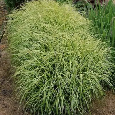 Осока ВАРИЕГАТА пальмолистная в Барановичах