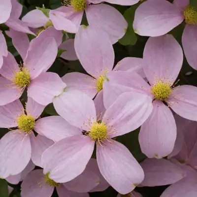 Клематис ГОРНЫЙ в Барановичах