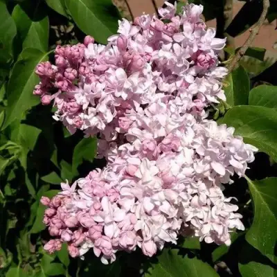 Сирень МИЛОСЕРДИЕ в Барановичах