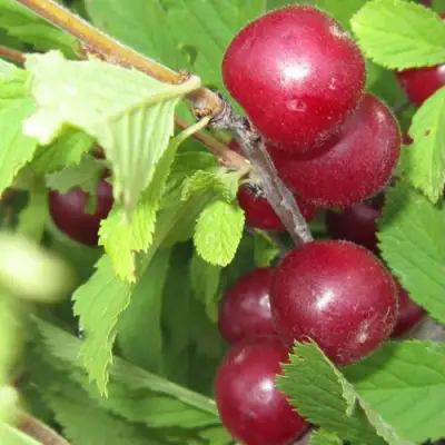 Вишня персиковая АФЛОЦЕРАЗУС в Барановичах