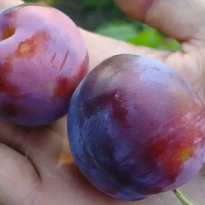 Слива РЕНКЛОД в Барановичах