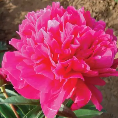 Пион РУБИНОВЫЙ СВЕТ травянистый в Барановичах