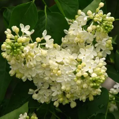 Сирень ПРИМРОУЗ в Барановичах