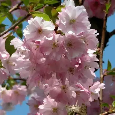 Вишня АККОЛЕЙД цветущая в Барановичах