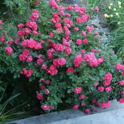 Роза ДЖОРДЖ ВАНКУВЕР флорибунда в Барановичах