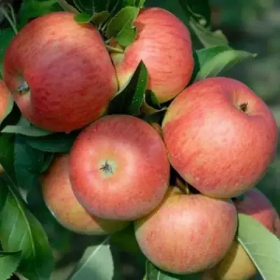 Яблоня ТОПАЗ в Барановичах