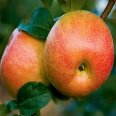 Яблоня ПЕРСИКОВАЯ в Барановичах