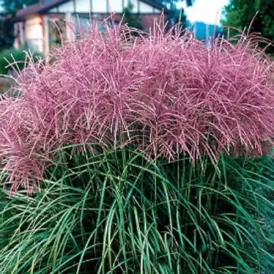 Мискантус МАЛЕПАРТУС китайский  в Барановичах