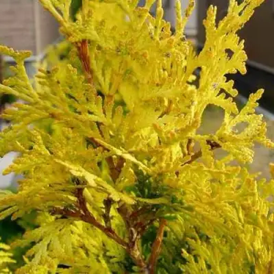 Туя ЕВРОПА ГОЛД западная в Барановичах