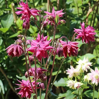 Аквилегия БАРЛОУ БОРДО обыкновенная в Барановичах