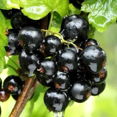 Смородина чёрная БЕЛОРУССКАЯ СЛАДКАЯ в Барановичах