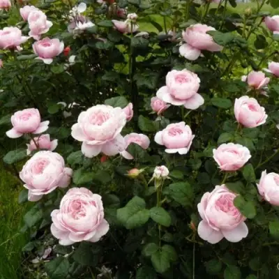 Роза КУИН ОФ СУИДЕН (КОРОЛЕВА ШВЕЦИИ) английская в Барановичах