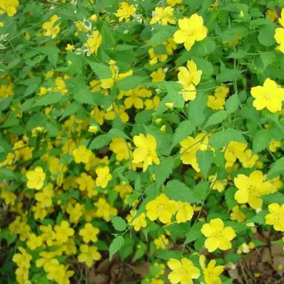 Керрия японская ГОЛДЕН ГИНЕЯ в Барановичах