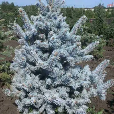 Ель МИСТИ БЛЮ голубая в Барановичах