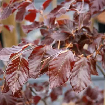 Бук лесной АТРОПУНИЦЕА в Барановичах