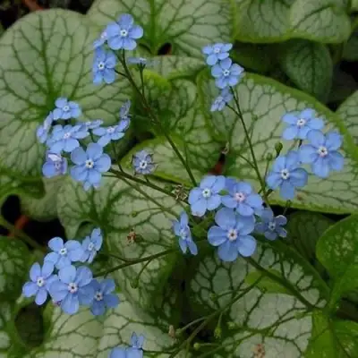 Бруннера ДЖЭК ФРОСТ в Барановичах