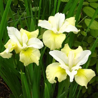 Ирис ЙЕЛЛОУ ТЕЙЛ сибирский в Барановичах