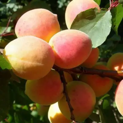 Абрикос СЮРПРИЗ в Барановичах