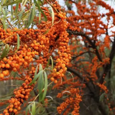Облепиха СЕРАФИМА в Барановичах