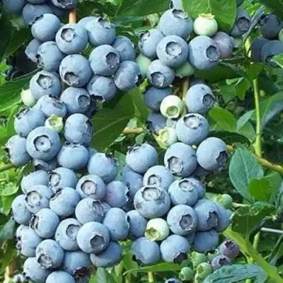 Голубика НОРТЛАНД в Барановичах