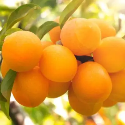 Слива МАРА в Барановичах