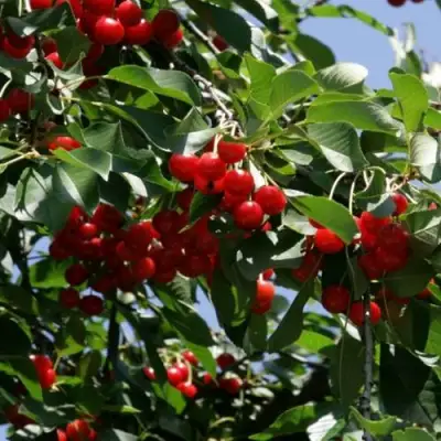 Вишня БРУСНИЦЫНА степная в Барановичах