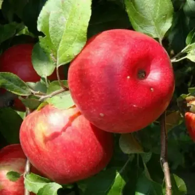 Яблоня ВАЛЕРИЯ в Барановичах