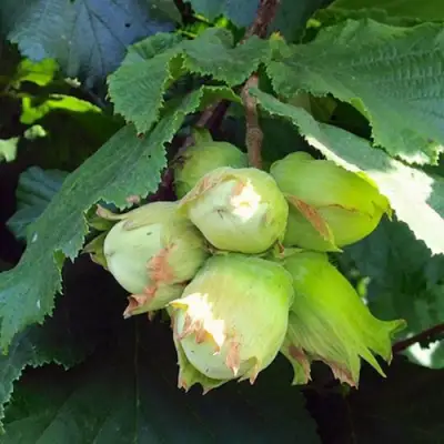 Фундук ТАМБОВСКИЙ РАННИЙ в Барановичах