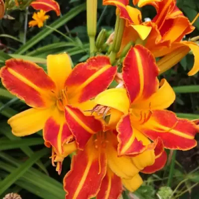 Лилейник ФРАНС ХАЛС в Барановичах