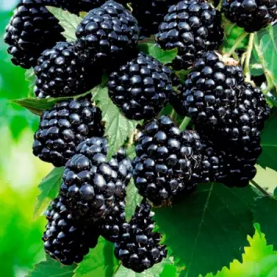 Ежевика ЛОХТЕЙ бесшипная в Барановичах