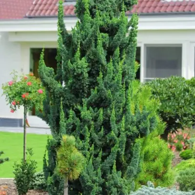 Кипарисовик ВИСЕЛЛИ лавсона в Барановичах