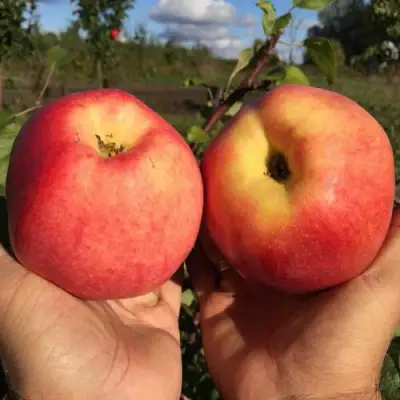 Яблоня КОВРОВОЕ стелющаяся в Барановичах